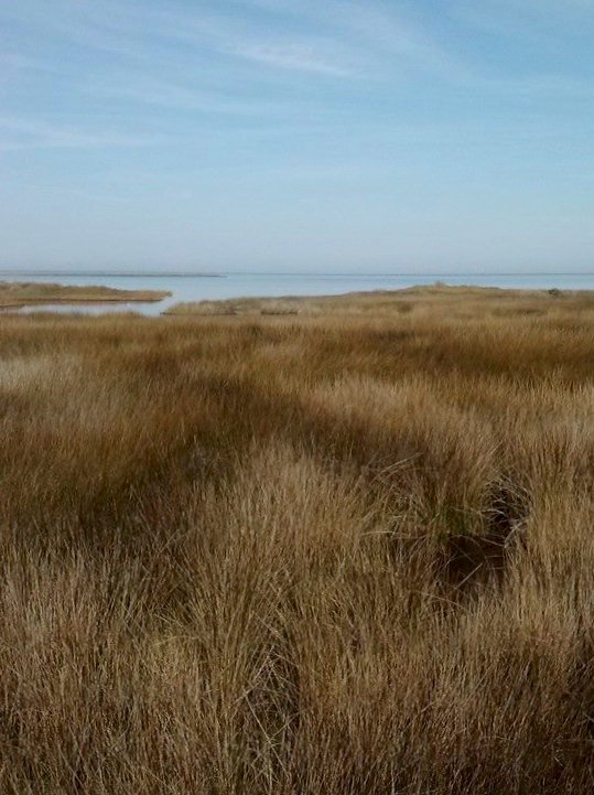 Golden salt marsh grass along the Hammock Hills Nature Trail on Ocracoke Island