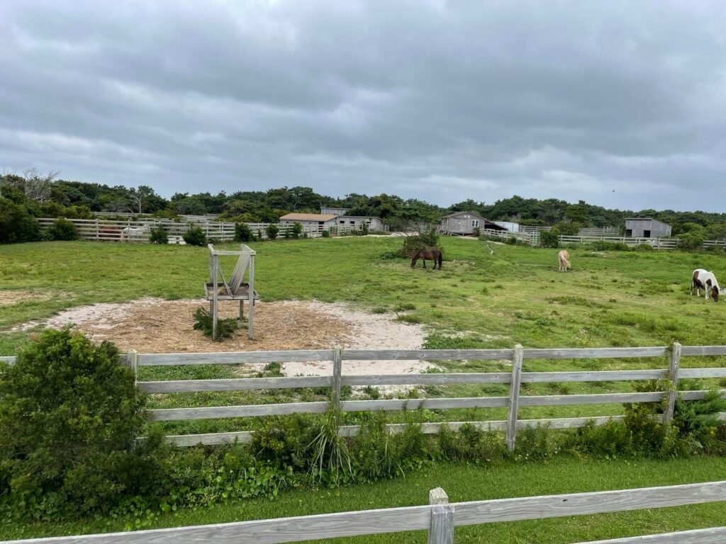 Banker ponies grazing in the fenced pony pasture on Ocracoke Island